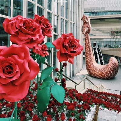 Valentinovo dnevno cvijet