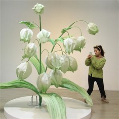 Ljiljan cvijeća papira doline